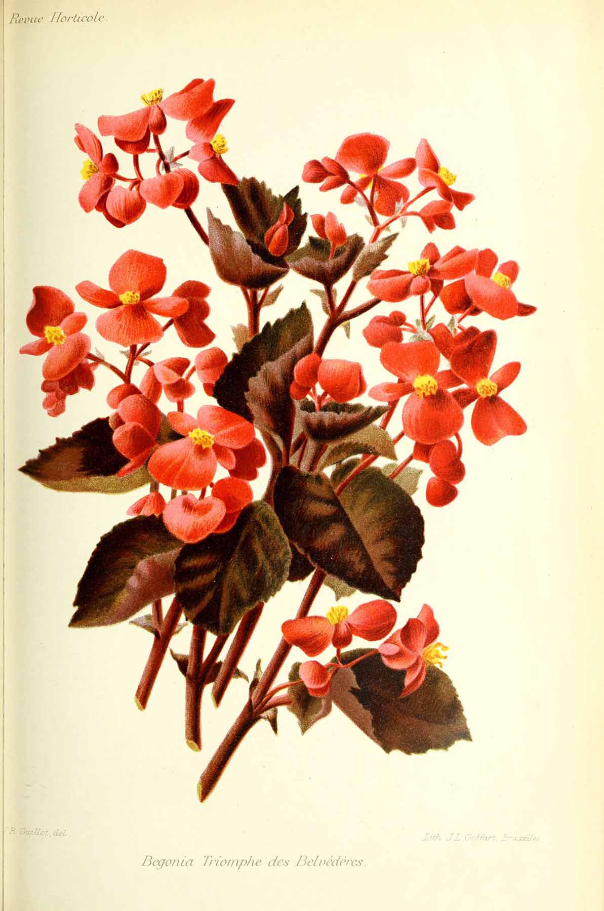 B. ‘Triomphe des Belvederes’